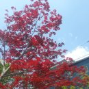 바우갈비 이미지