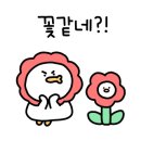 마크로스터스
