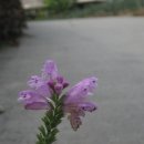 성동초교 이미지