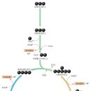 TCA 회로 암기법 이미지