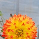 카페 다알리아 이미지