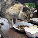 세븐일레븐 희망점 이미지