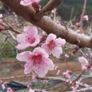 복숭아꽃 살구꽃 이미지