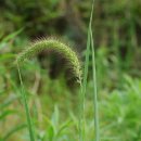 금강아지풀/ 금색구미초(金色狗尾草) 이미지