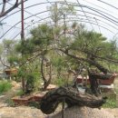 작은나무 이미지