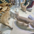 놀면묘하냥 고양이카페 | 파주 운정신도시 고양이카페 예쁜고양이 천국 놀면 묘하냥 내돈내산후기 진짜 완전 만족