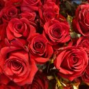 장미꽃 | [고속터미널 꽃집] 명플라워 고투몰 장미꽃 구매 후기