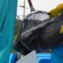 독도바다낚시터 이미지