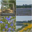 남양주 삼패 한강공원 자작나무길 &amp; 수레국화 후기 | 서울 근교 꽃구경 명소