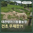 제일농장 - 수원시 장안구 수성로275번길 8 | 대관령아기동물농장 먹이주기 체험 후기, 건초 무제한이라 더 좋았어요