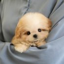 광주강아지분양 고양이분양 미유펫 본점 이미지