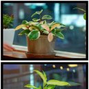 털보꽃게아구 이미지