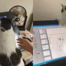 껌딱지펫 이미지