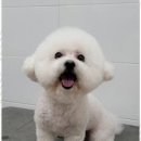 멍멍살롱 이미지