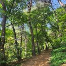 6월6일(목) 수원성 팔달산 산책 - 그늘진 숲속 길 - 맛집 탐방 오후3시 수원역 출발 이미지