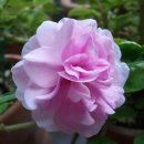 선화양봉 이미지