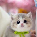 강남 고양이 분양 캣프렌즈 이미지