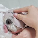 우주동물병원 | 우주 치아진료 및 수술 후기/ 부산 지동범 동물병원