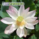 함안연꽃테마파크 | 경남 함안 연꽃테마파크 아라홍련 만개 시기 방문기