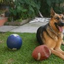 양주동물병원 이미지