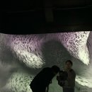 달밤고래