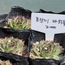 옥천꽃농원 이미지