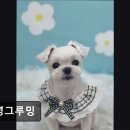 쭈 애견미용 | (수원, 강아지, 고양이, 애견미용, 추천!) 안녕그루밍 수원 안녕그루밍, 맞춤 케어로 인기