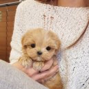 신도시켄넬 이미지