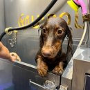 애견목욕탕 이미지