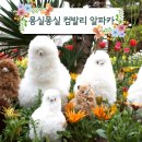 알파카라이프 SR타임스
