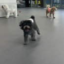 리츠펫 강남세곡점 이미지