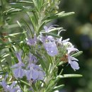 로즈마리 이미지