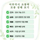 현제농장 | 조롱박 모종 판매 시작 직접 키운 건강한 모종 분양 (진도 조롱정원 농사기록 #4)