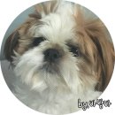 섭이네애견 | [애견용품 배달어플 추천]펫프렌즈 솔직이용후기