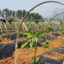 나래농장2 이미지