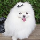 부신메디칼 이미지