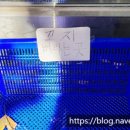 신호등 탕후루 이미지