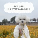 축제 | 슈리와 함께한 고양시 창릉천 코스모스축제 후기