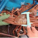 동해-단속-21 이미지