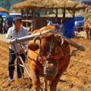 강원도 횡성군 횡성읍 한우로 이미지