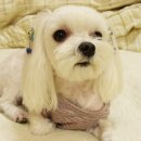 이쁜강아지 이미지