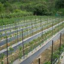 박씨농장 이미지