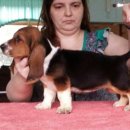 바셋하운드 이미지