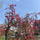 춘전목장 이미지