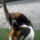 안우동고 | [영주 맛집] 🐾 영주 ‘우동고’ — 삼겹살 맛집 후기(고양이는 덤)- 내돈내산