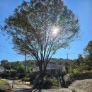 원주굽이길 원2코스 구학산둘레숲길 | 구학산을 경유한 치악산둘레길 8코스(거북바우길)