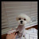 아담스펫 강아지분양 고양이분양 인천본점 이미지