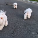 파주켄넬 이미지