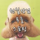 청라 루비 동물병원 | 청라 강아지미용, 청라 애견미용, 청라 푸들미용 - 청라루비동물병원 ＃미용후기 - 꼬미,꼬막이(푸들)♥