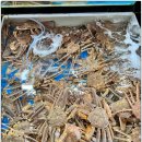 갈릴리대게회식당